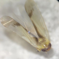 Ossiannilssonola callosa